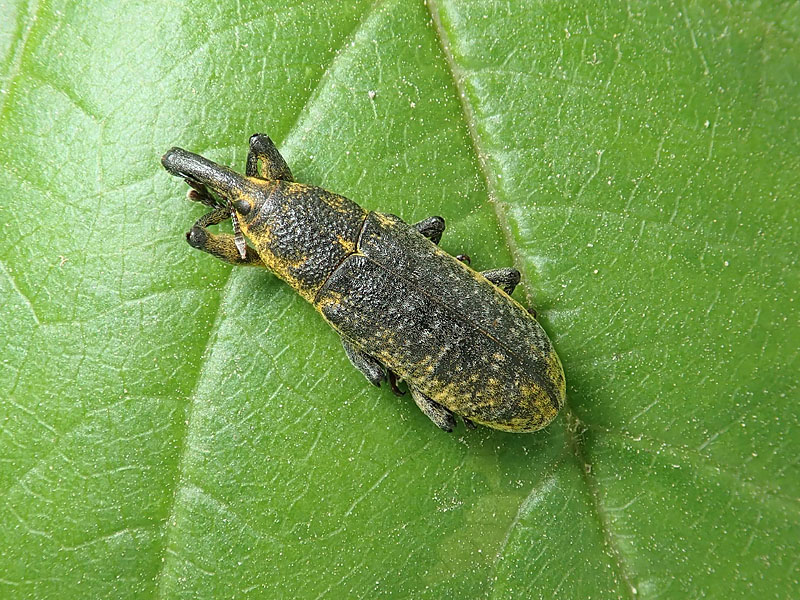 Curculionidae: Lixus pulverulentus? No, Lixus (Dilixellus) bardanae